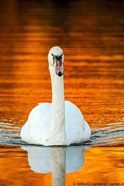 Swan on Gold