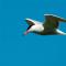 Sterna hirundo/Common tern/FisktÃ¤rna